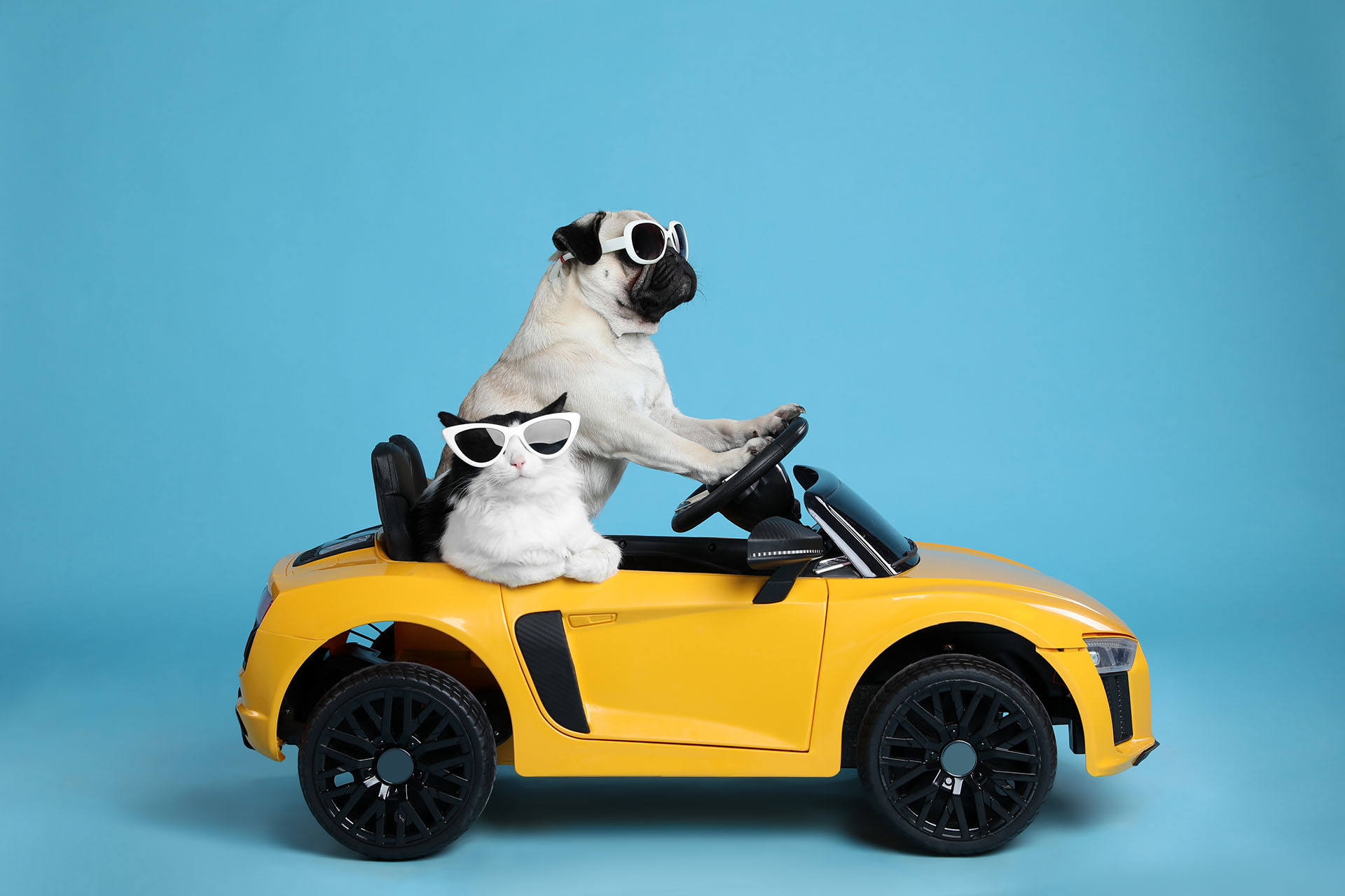 Funny,Pug,Dog,And,Cat,With,Sunglasses,In,Toy,Car